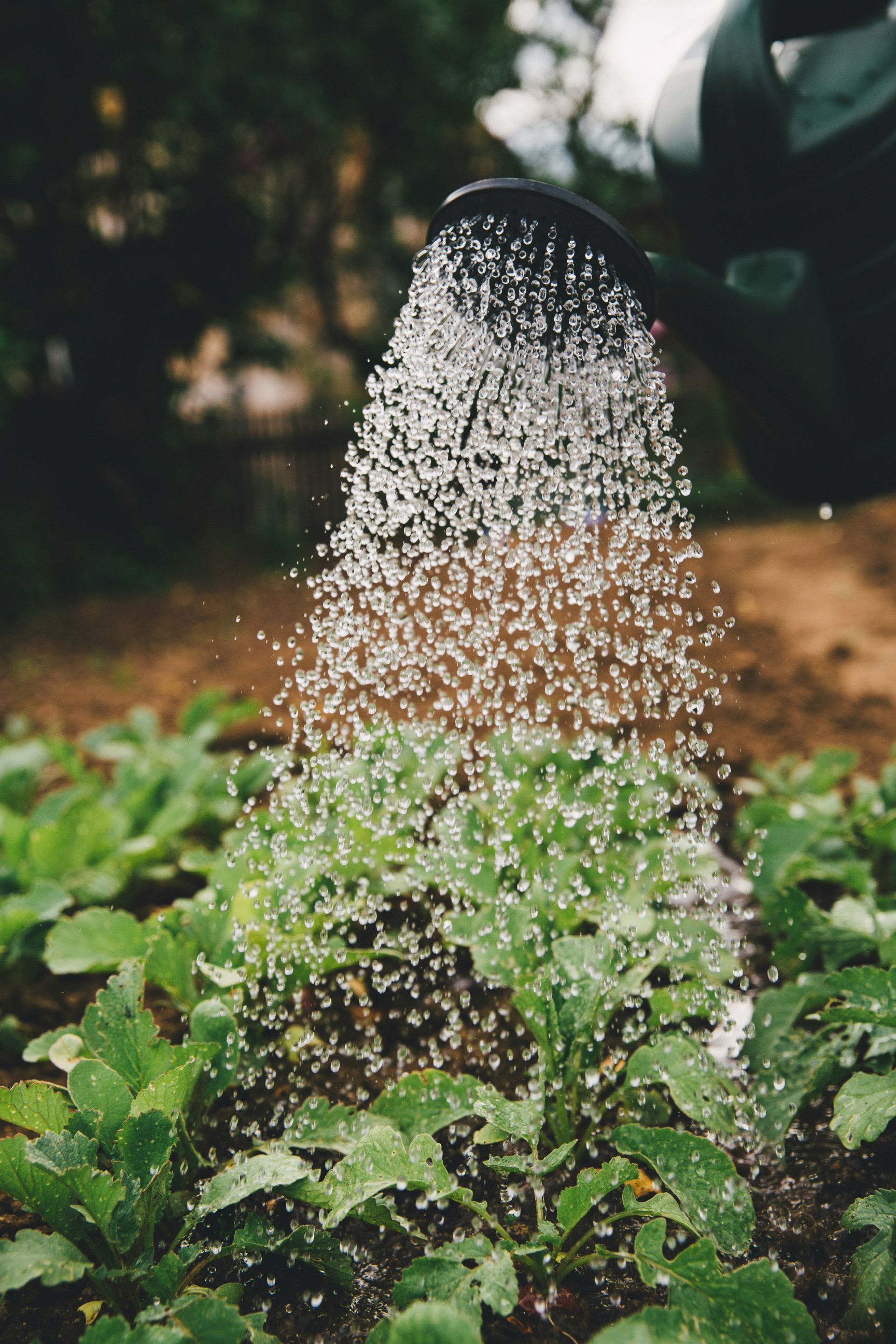 Watering green garden plants